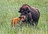 Bison Calf_DSCF05776